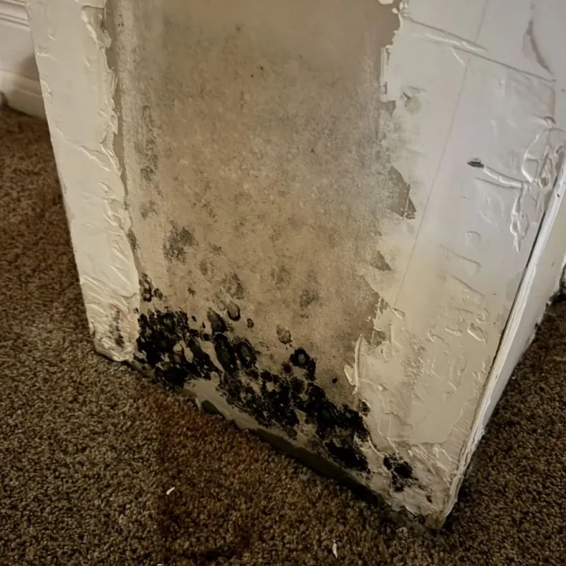 Professional Mold Removal in Leesburg, OH
